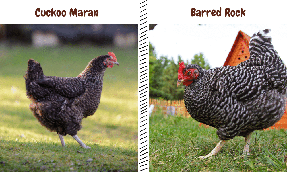 Barred Rock Rooster Vs Hen