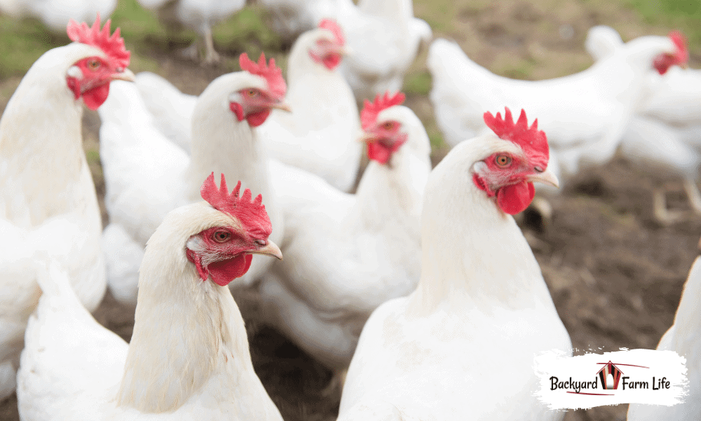 Are There Albino Chickens? (With Real Pictures!)