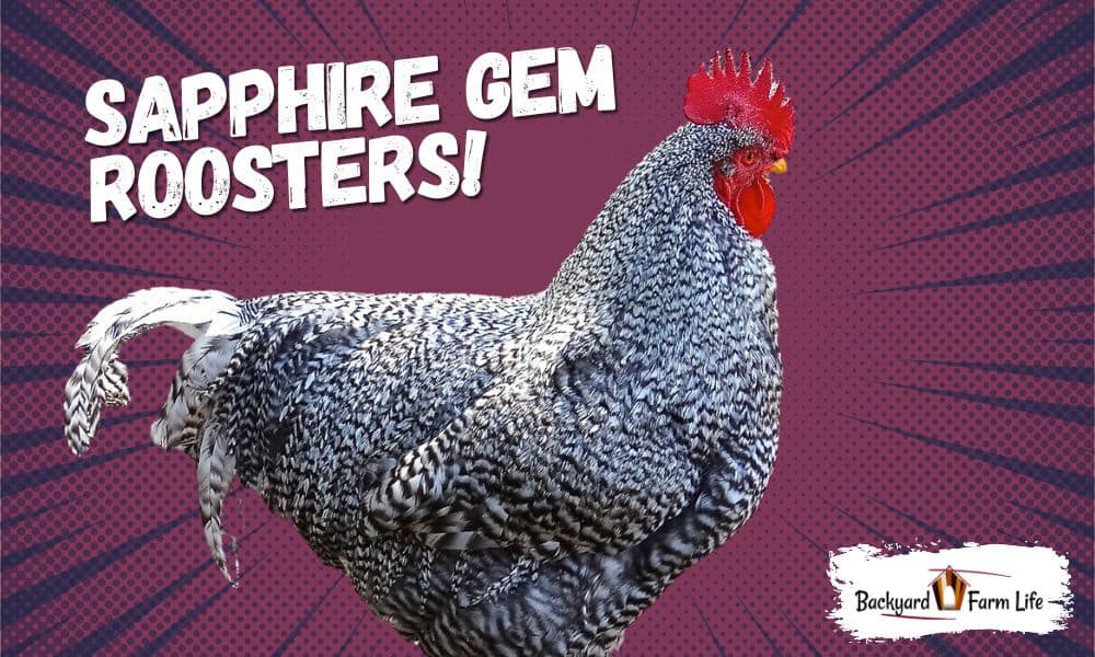 Sapphire Gem Roosters (Characteristics, Temperament, & More)