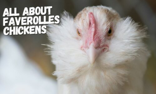 Faverolles Chickens (Temperament, Egg Laying, & Roosters)