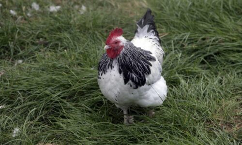 Temperament, Appearance, & Behaviors Of Sussex Roosters (With Pictures)