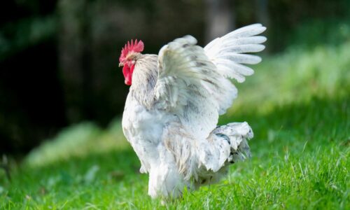 How Many Feathers Does A Chicken Have (& Grow Per Year)