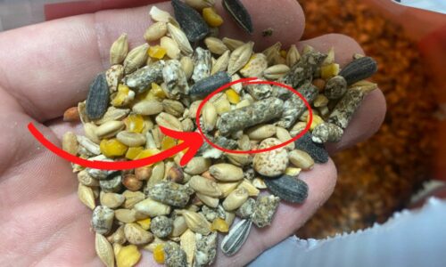 Why Won’t Chickens Eat Layer Pellets? (& How To Help)