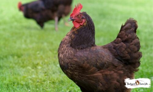 Buckeye Roosters: Everything You Need To Know