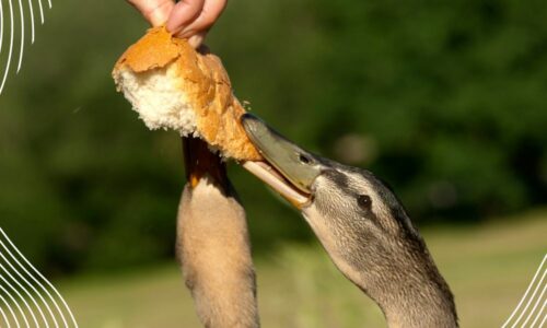 Can You Feed Ducks Moldy Bread? (Or Stale Bread)
