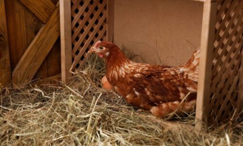 Do Chickens Make Noise When They Lay Eggs? (& The Egg Song)