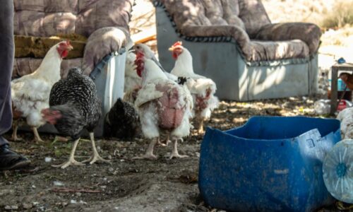 Why Do Chickens Peck Each Other’s Bottoms? (& What To Do)