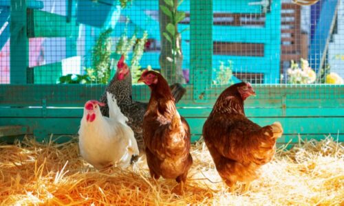 Chicken Laid First Egg Then Stopped? Here’s Why