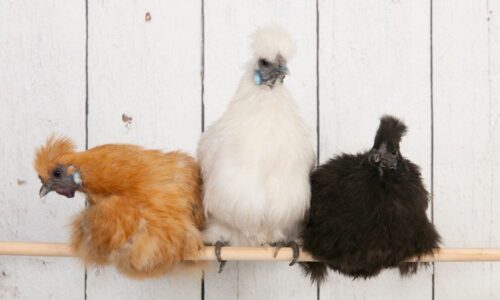 Rare Silkie Chicken Colors & Varieties (With Pictures)