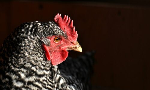 Barred Rock Chickens Ultimate Egg Laying Guide