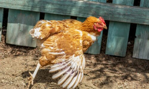 Chickens Stretching Their Wings & Legs? (What’s Normal & What’s Not)