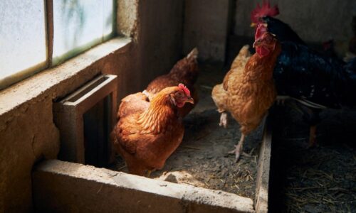 Why Chickens Can Stop Laying Eggs In Summer