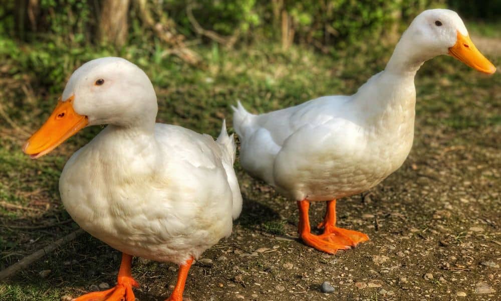 Pekin Ducks Male Or Female And How To Tell The Difference 