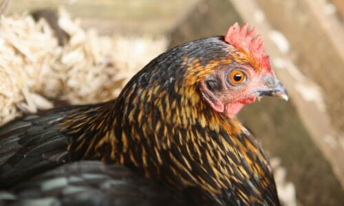 Are Aspen Shavings REALLY A Good Bedding For Chickens?