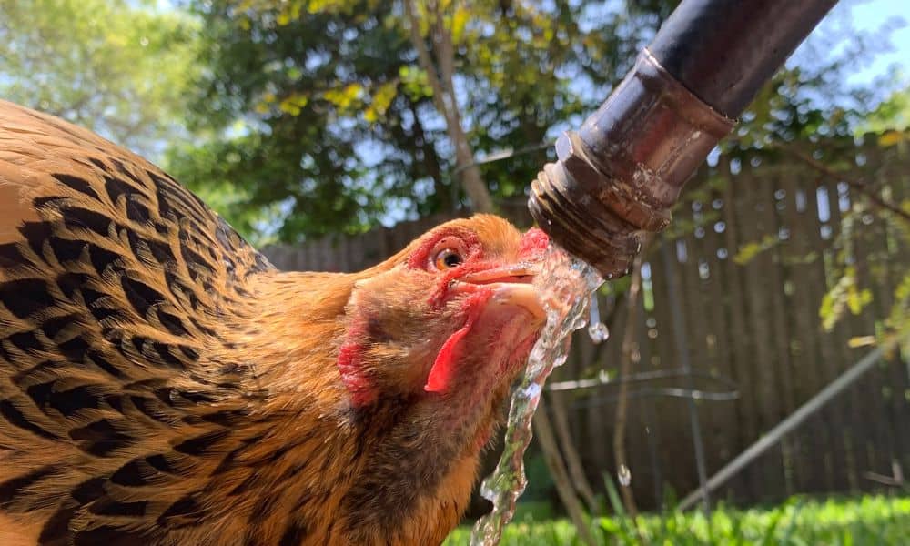 The Fascinating Way Chickens Drink Water And Their Habits 