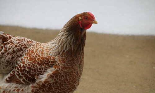 Blue Laced Red Wyandotte Hen Or Roo? (& What To Know)