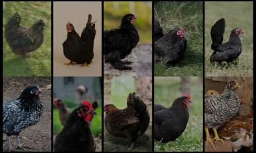 Top 10 Black Bantam Chicken Breeds (& Where You Can Get Them!)