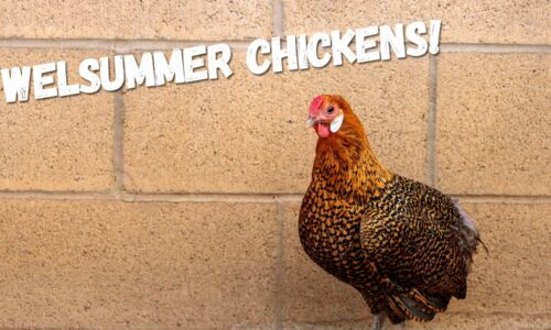 Welsummer Chickens Ultimate Egg Laying & Raising Guide