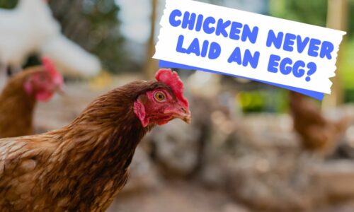 Why Has My Chicken Never Laid An Egg? (& What To Check)