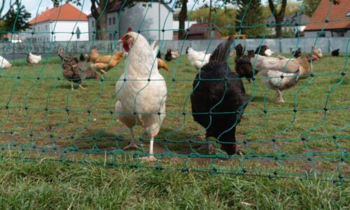 Can Chickens Have Down Syndrome? (Or Other Disorders)