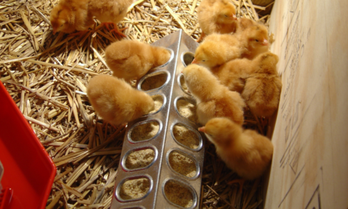 Ten Top Tips For Getting Chicks At Tractor Supply’s Chick Days